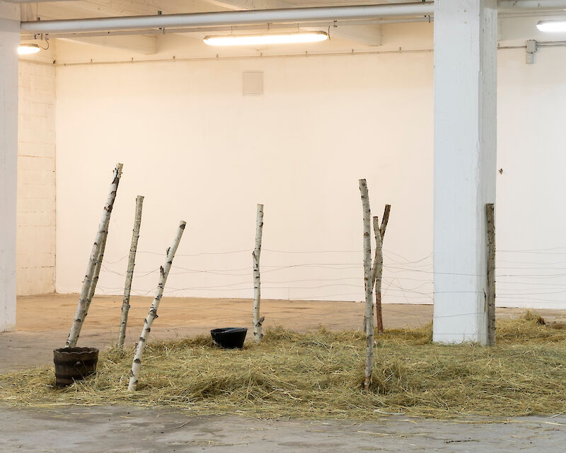 Alex Ayed, Untitled (fence), 2021 Birch wood, hay, metal cable. Variable dimensions. Transumanza, ZERO…, Milan, 2021. Photo: Roberto Marossi