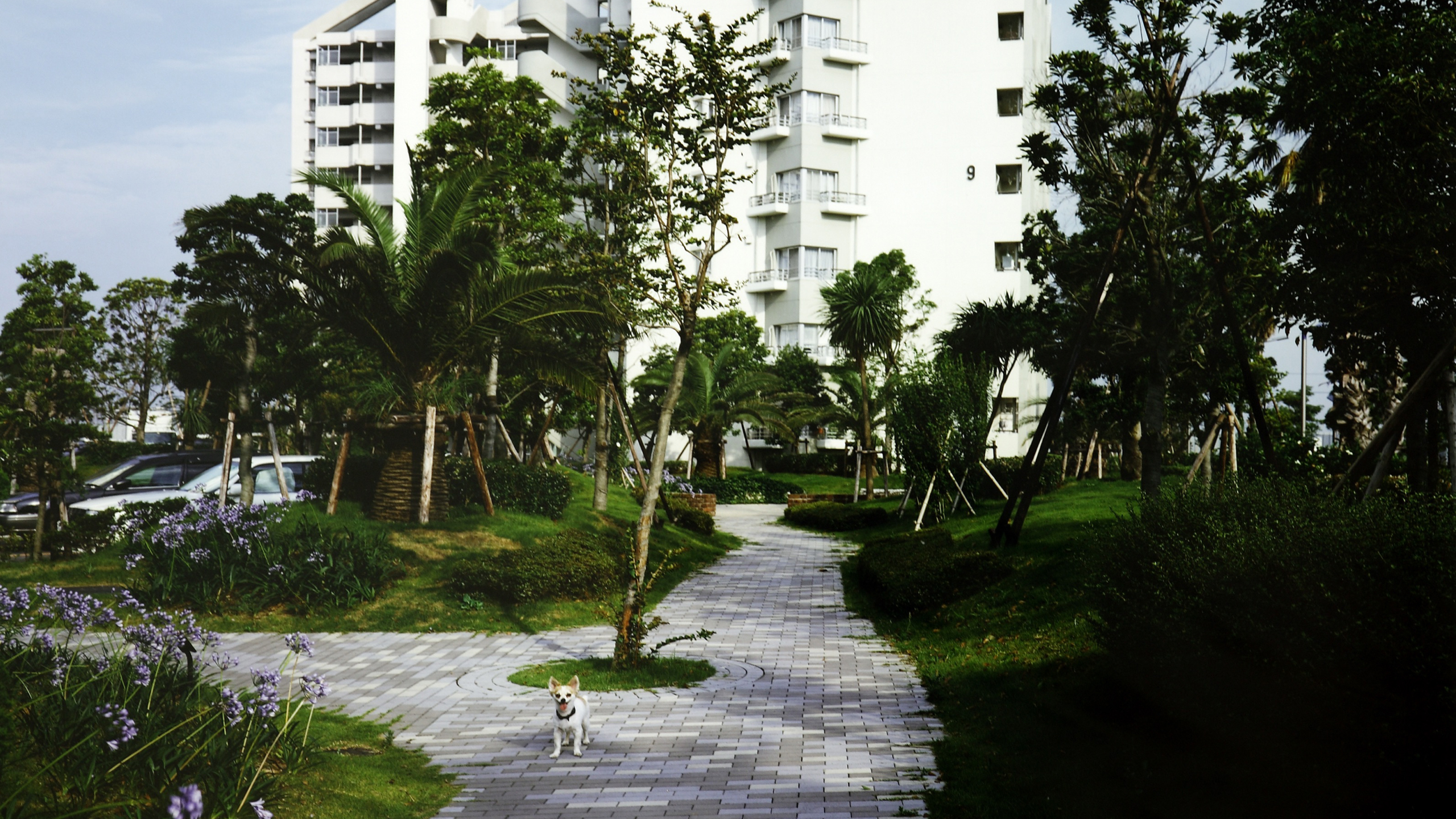 Un vialetto pavimentato attraversa un giardino curato con palme e alberi giovani davanti a un grande complesso residenziale bianco; un piccolo cane sta fermo al centro del sentiero.